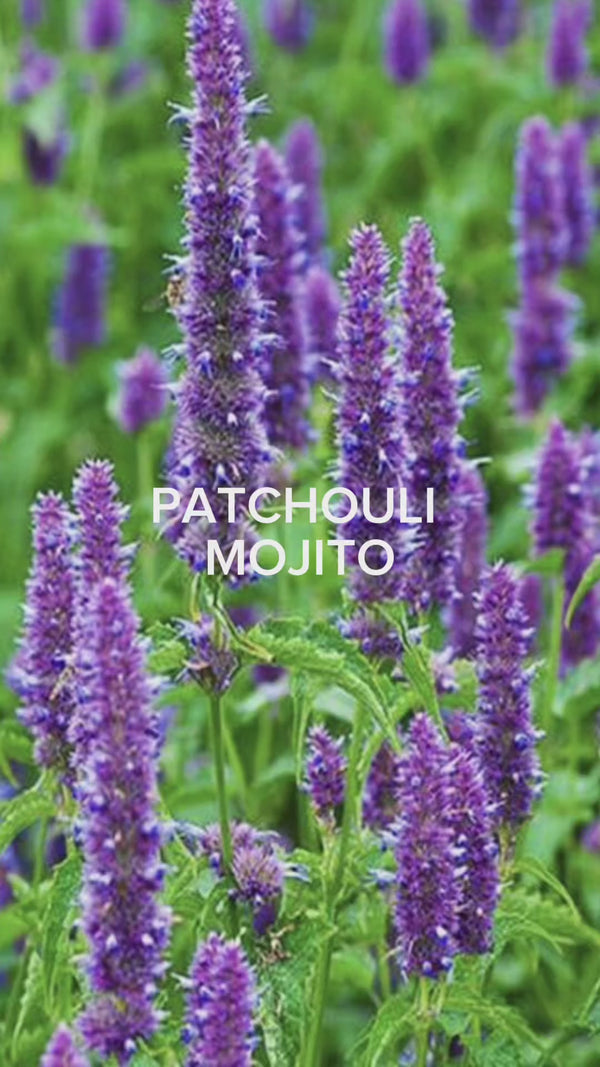 Patchouli Mojito